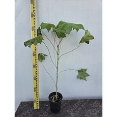 음나무(엄나무) 묘목 H50cm전후 2년생 120L포트, H50cm전후 2년포트묘, 1개