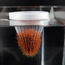 구피 인디언복어 생먹이 실지렁이 장구벌레 피딩컵, 1세트