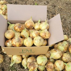 [팜스만] 2026년 햇양파 창녕 합천등 5kg 10kg 소 중 대 가정용 업소용 국내산 단단한양파, 1박스, 5kg_중