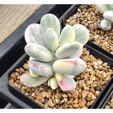 에이프럴 방울복랑금(랜덤)