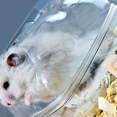 귀여운 햄스터용품 햄스터은식처 햄스터화장실, 소