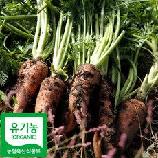 제주 친환경 꼬마 미니 햇 흙 당근, 1개, 3kg