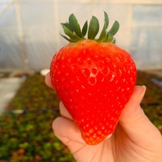 금메달농수산 논산 GAP인증 킹스베리 대왕딸기, 1개, 왕왕/800g