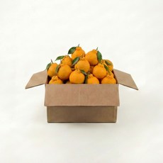 제주 프리미엄 고당도 한라봉, 1개, 중소과 3kg