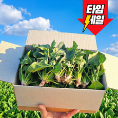 [전국최저특가] 남해직송 시원달큰 남해 시금치 보물초 섬초, 1개, 500g