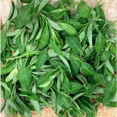 명월초 (삼붕초 당뇨초) 생잎, 500g, 1개