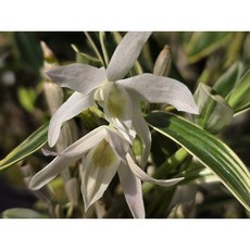 [꽃밭에서 난원] 석곡(은설 보급종 1개), 1개