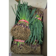 국내산 제주도 풋마늘 1단(2kg)2단(4kg)박스포함 알뜰농장, 1개, 4kg내외