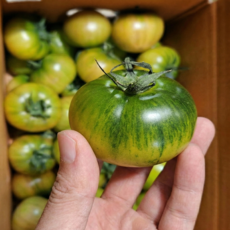 [단독특가] 농협직송 정품인증 부산 대저토마토, 1박스, 2.5kg(L)