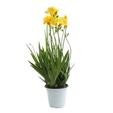 갑조네 공기정화식물 프리지아 후리지아(중품)(랜덤) 꽃식물 꽃화분, 1개