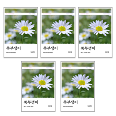 쑥부쟁이 씨앗 500립, 5개