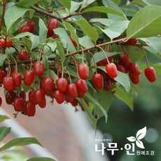 [나무인] 왕보리수(분뜨기) 키1m 1개