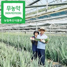천년 알로에 생 알로에 2kg (생잎 3~4 잎), 1박스