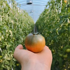 대저 짭짤이 토마토 특품 사이즈별, 1박스, 2.5kg(대과)