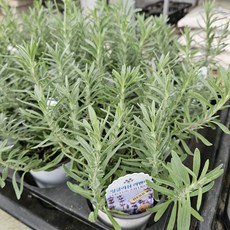 양형제농원 허브종류 잉글리쉬라벤더 잉글리쉬라벤다, 1개