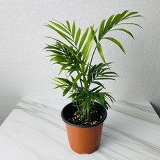 식집사팜 테이블야자 소형 공기정화식물 키우기쉬운 관엽 반려식물, 1개