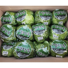 국내산 신선한 양상추 1박스 12개 양상추 산지직송 국산 양상추, 1개, 300g