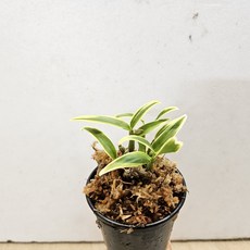 특별한 석곡 ~금설, 1개