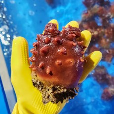 자연산 뿔멍게 강원도 비단멍게, 1개, 뿔멍게 1kg(3~6미)