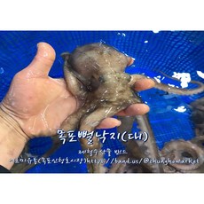 국내산 해감 뻘낙지 목포 세발낙지, 1개, 대낙지 (약 190~220g) 5마리