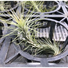 沅鈺農場 空氣鳳梨 狐狸尾巴 空氣淨化 懶人植物 室內盆栽, 1個