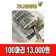 건강한 벌침 봉침 벌침용 봉침용 벌 (100마리 이상 ~), 100개