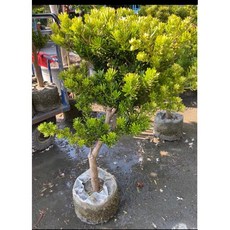霏霏園藝 金鑽羅漢松, 1個, 樹1450