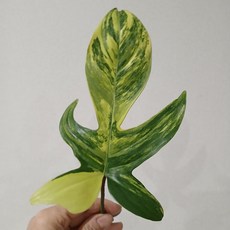 플로리다뷰티 바리에가타, 1개