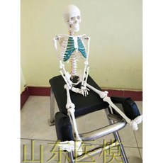 전신 뼈 인체 모델 해부 구조 모형 교육용 교구, F. 움직일수있는흉골85cm뼈+팔다리턱두개골