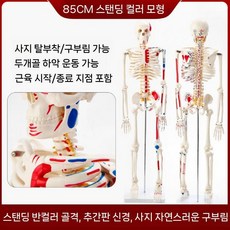 해부학적 인체 모형 뼈 모델 골격 미니 해골 교육용 4, 85cm 근육 시작점과 끝점