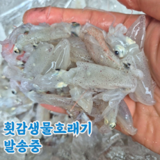 산지직송 국산 생물 호래기 꼴뚜기 횟감용, 1박스, 1kg