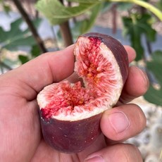 영암 무농약 무화과 제철 프리미엄 홍무화과 GAP, 1개, 2.4kg