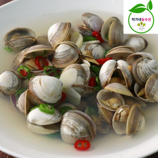 남해안 동죽 바지락 해감 조개, 1개, 동죽 1kg(80미내외)