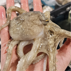 당일조업 싱싱한 서해안 황금 알배기 쭈꾸미, 1개, 1kg