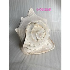 小o結緣館仿古傢俱，早期大貝殼海螺，懷舊風格居家擺設，精緻工藝收藏品