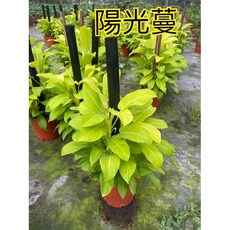 霏霏園藝 仿真陽光蔓盆栽 6-7吋 輕鬆打造綠意居家空間, 1個