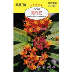 天星牌 馬利筋 種子 - 野菜部屋 Y90 原包裝, 1包