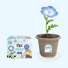 오늘도새싹 식물키우기 네모필라 미니화분