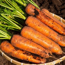 야채삼촌 국내산 흙당근, 1개, 5kg (중)