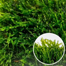 미미네아쿠아 음성수초 불꽃모스 (8x8)