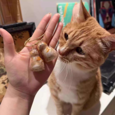 투빈하우스 냥냥이 빗질 털 간직 보관함 아크릴 케이스 걸이 키링 2p세트, 2개