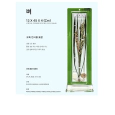 엠제이마트 교육 전시 관찰 실물 건조 표본 벼 식물