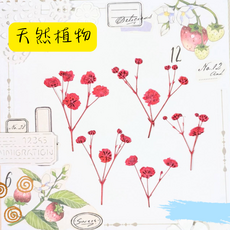染色滿天星乾燥花材, 染色滿天星-朱紅色