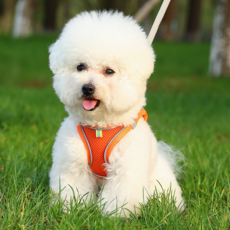 강아지 하네스 리드줄 세트 매쉬 조끼 X형 초소형견 소형견 XXS XS S, 민트, 1개