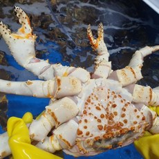 싱싱햇 러시아 자숙 블루 킹크랩 찜, 1개, 3kg