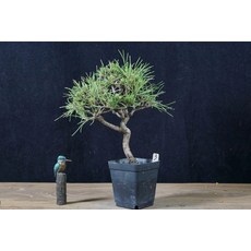 미니화분 이천도자기 다육이 풍란 사무실 모아심기용, 3, 포함, 1개