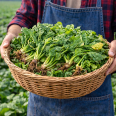 [무배 제철특가] 해풍재배 남해안 시금치 달콤한 뿌리 산지선별, 1박스, 3kg