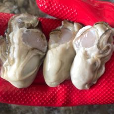 초록담은집 산지직송 최상급 손질이 잘된 깨끗한 깐굴 세척굴 통영 생굴, 1박스, 1kg