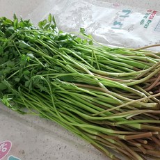 산지직송 국산 미나리 국내산, 1박스, 1kg