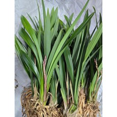 [클릭플라워] 잎채 넓은 동양난다발 난다발 난촉판매 산천보세 보세, 5~6촉, 1개